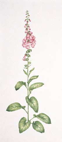 #608 Fancy Foxglove Stencil