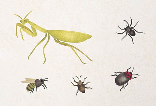 #699 Creepy Crawlers Stencil