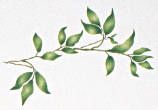 #115 Leaf Branch Stencil