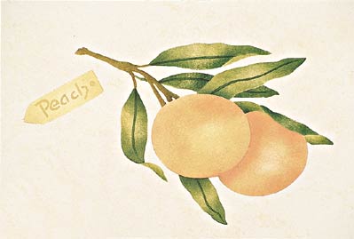 #417 Peach Stencil